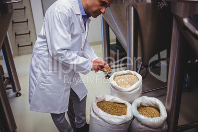 Male manufacturer examining barley at brewery