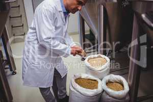 Male manufacturer examining barley at brewery