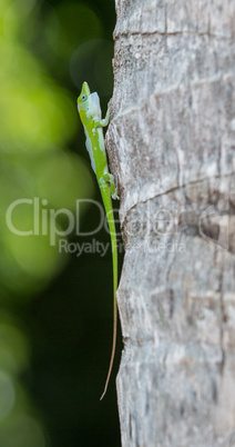 Gecko at the tree