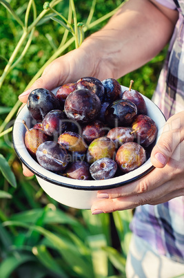 autumn cherry plum