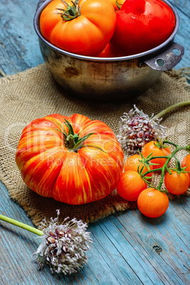 harvest of tomatoes