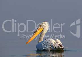Pelican in  nature reserve lake Kerkini Greece