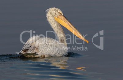 Pelican in  nature reserve lake Kerkini Greece