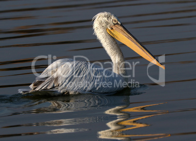 Pelican in  nature reserve lake Kerkini Greece