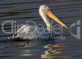 Pelican in  nature reserve lake Kerkini Greece