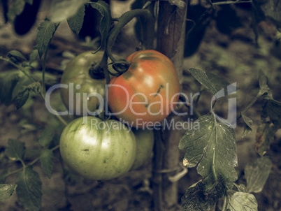 Tomato vintage desaturated