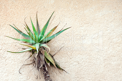 Tropical plant against concrete wall