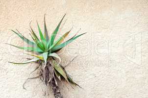 Tropical plant against concrete wall