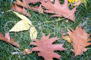 Fallen yellow oak leaves on a background of grass on the ground.