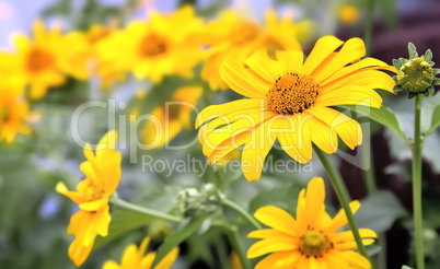 Yellow rudbeckia blooming among the leaves so green