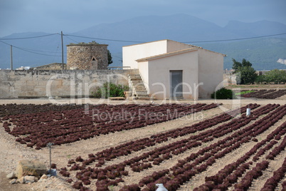 Salatanbau auf Mallorca
