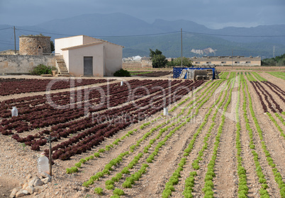 Salatanbau auf Mallorca