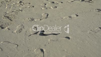 Banded sea krait: laticauda colubrina, on beach