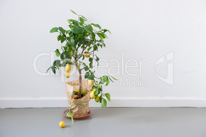 Lemon tree