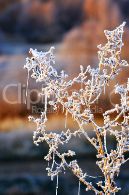 Autumn background with grass and forest covered with frost in the early frosts