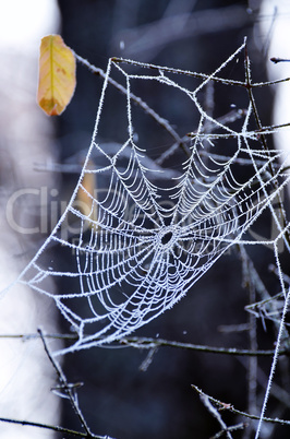 Web in crystals of frost on autumn tree