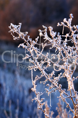 Autumn background with grass and forest covered with frost in the early frosts