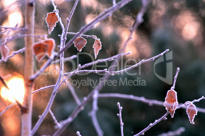 Autumn background with grass and forest covered with frost in the early frosts