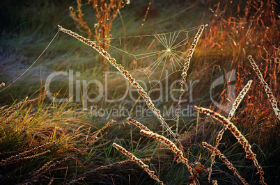 Cobweb on autumn grass on a meadow in the morning sun