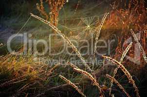Cobweb on autumn grass on a meadow in the morning sun