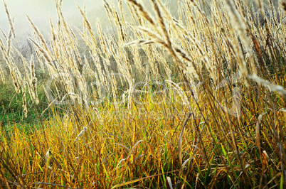 Autumn grass in a meadow at sunrise backlit sun closeup