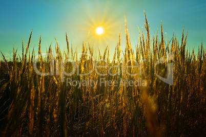 The sun's rays over a field of wheat ears