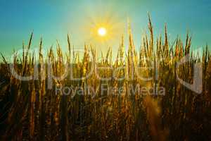 The sun's rays over a field of wheat ears