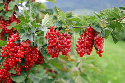 Rote Johannisbeeren