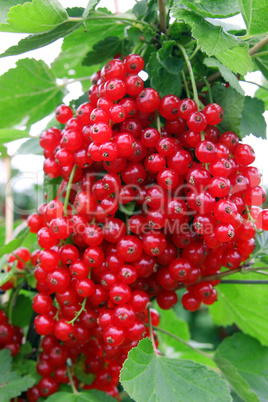 Rote Johannisbeeren