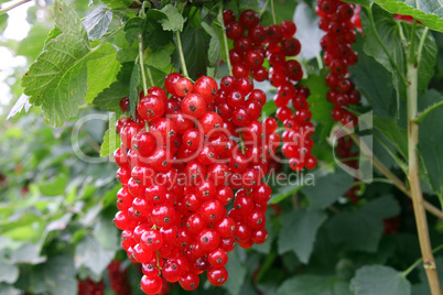 Rote Johannisbeeren