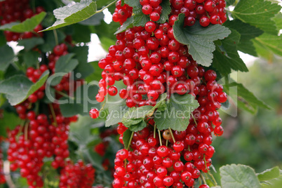 Rote Johannisbeeren