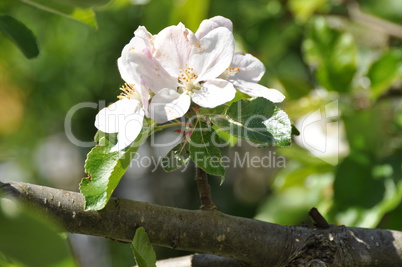 Apfelblüten