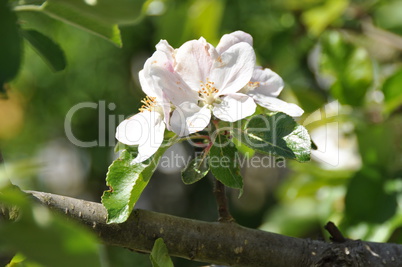 Apfelblüten