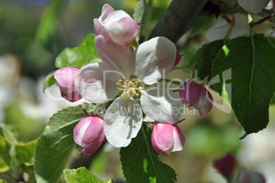 Apfelblüten