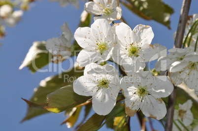 Apfelblüten