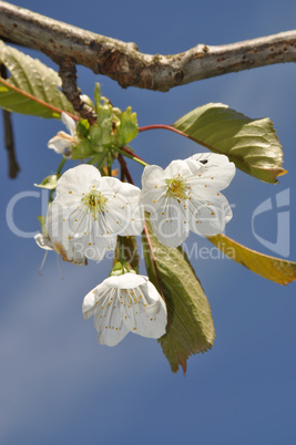 Apfelblüten