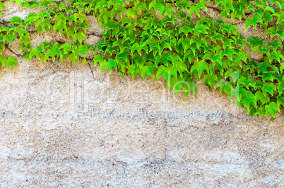 Closeup of ivy with copy space