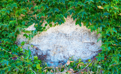 Closeup of ivy with copy space