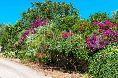Multicolored plants on a country street