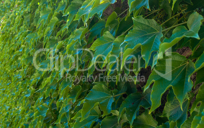 Wall of green ivy