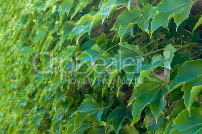 Wall of green ivy