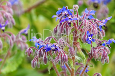 Borretsch - borage is blooming in blue