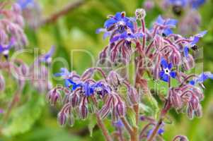 Borretsch - borage is blooming in blue