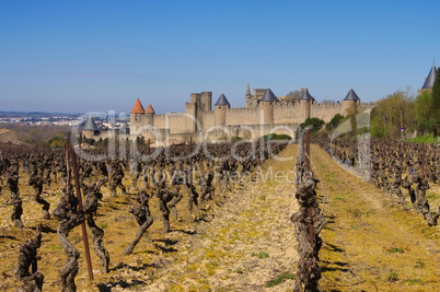 Cite von Carcassonne Weinberg  - Castle of Carcassonne and vineyard, France