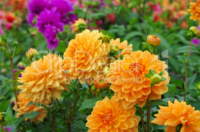 Dahlie Orange Garden - Dahlia is called Orange Garden