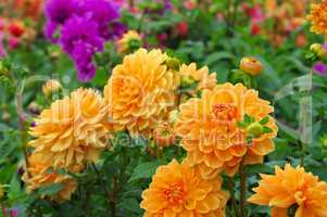 Dahlie Orange Garden - Dahlia is called Orange Garden