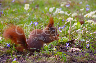 Eichhoernchen - Red squirrel in a park