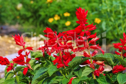 Feuersalbei - Salvia splendens or scarlet sage