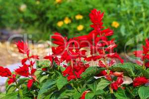 Feuersalbei - Salvia splendens or scarlet sage