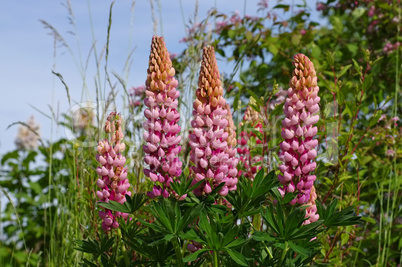 Lupine rosa - lupin flower in pink